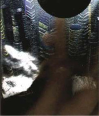 Image of مٹی کی عورت